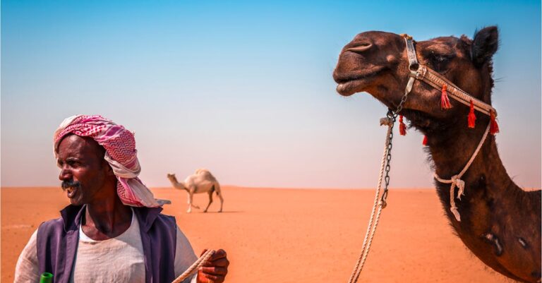A nomad with camels in the arid Kuwaiti desert under a clear blue sky.